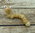 Greifling Wurm aus Holz, 18 cm